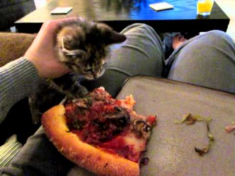 This Angry Kitten Nibbling On A Pizza Slice Is The Most Adorable Thing We've Seen Today