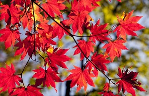 Maple leaves in autumn