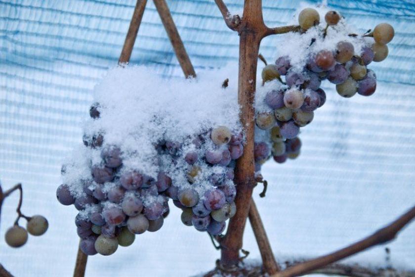 icewine