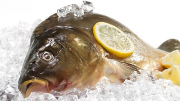 Can You Eat Carp?