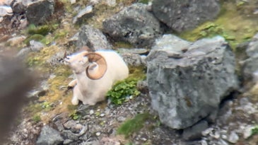 Feds Seek to Close More Alaska Public Lands to Sheep Hunters Just Days Before the Season Opens