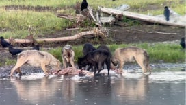 Watch: Yellowstone Wolves Chase Grizzly off Elk Carcass