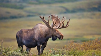How Big Is a Moose?