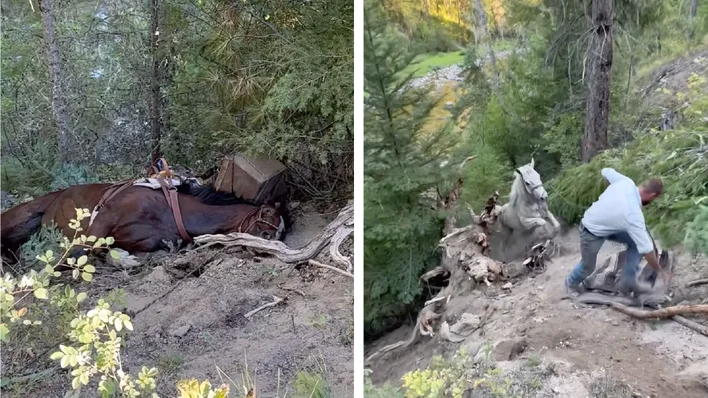 Pack Horses Miraculously Survive 80-Foot Fall from Wilderness Trail