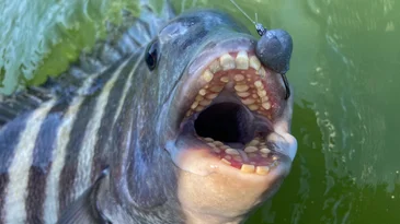 Trout Numbers Are Crashing in Montana, and No One Is Sure Why