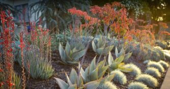 Red Flowers in Landscaping