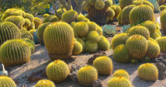Golden Barrel Cactus