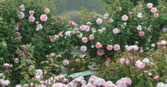 The Color of Roses Pink Roses Crop Photo