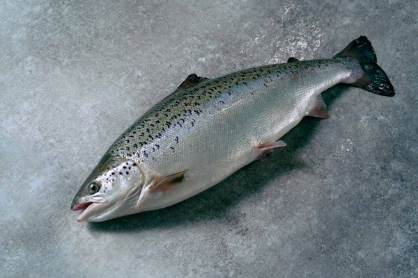 Salmon’s Getting More Expensive. Blame Bloodsucking Sea Lice.